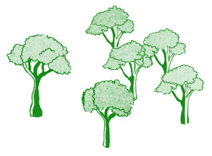 Illustration of trees